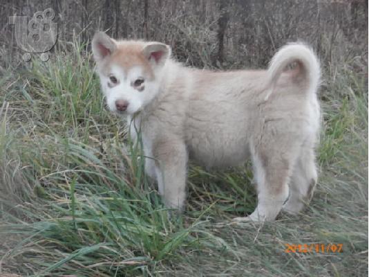 PoulaTo: Alaskan malamute puppies for cute homes